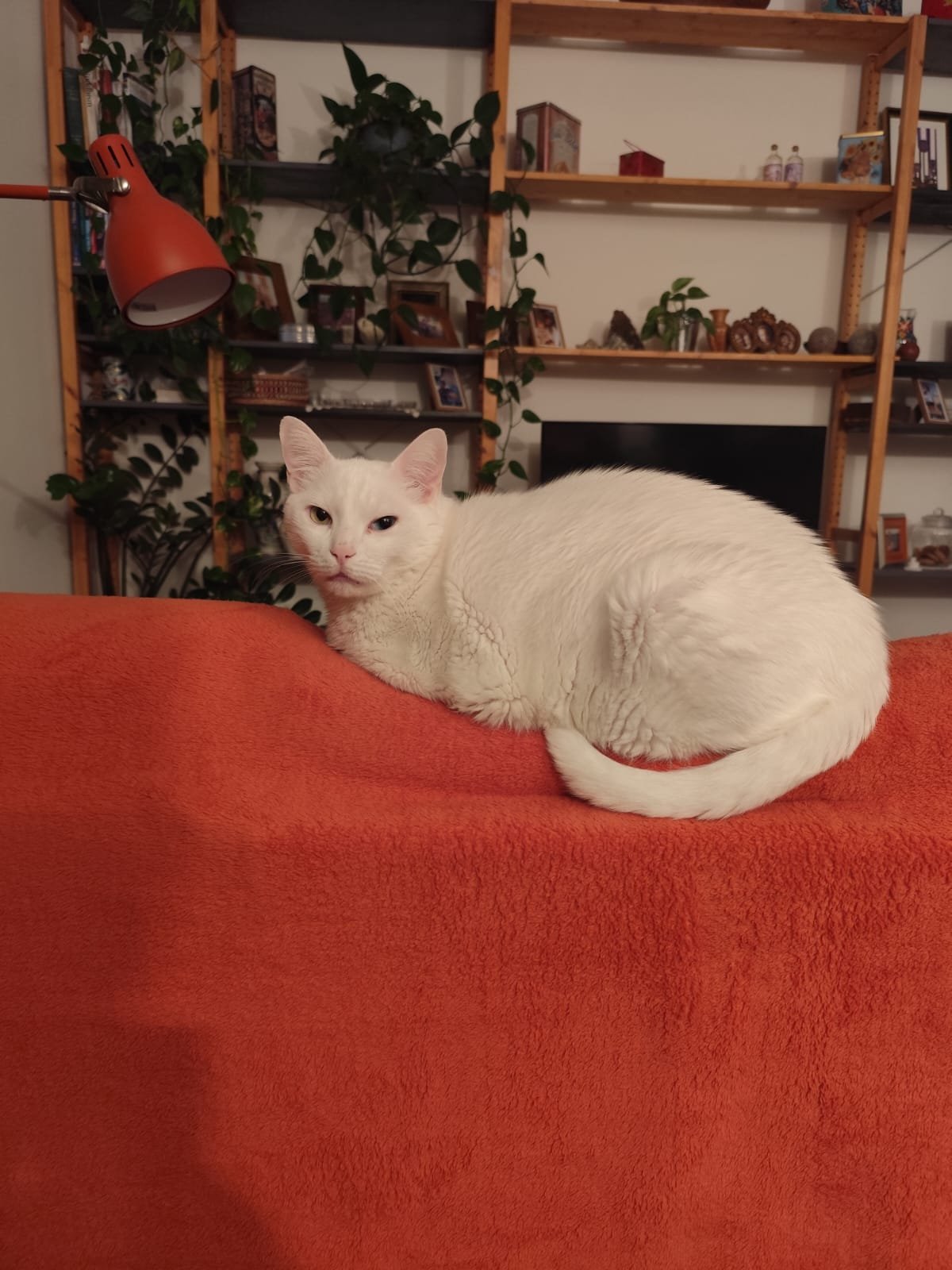 Foto do gato Lucky deitado em cima do sofa 