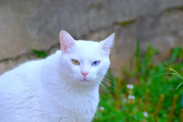 Como foi viajar com meu gato para a Itália –  A Jornada do Lucky