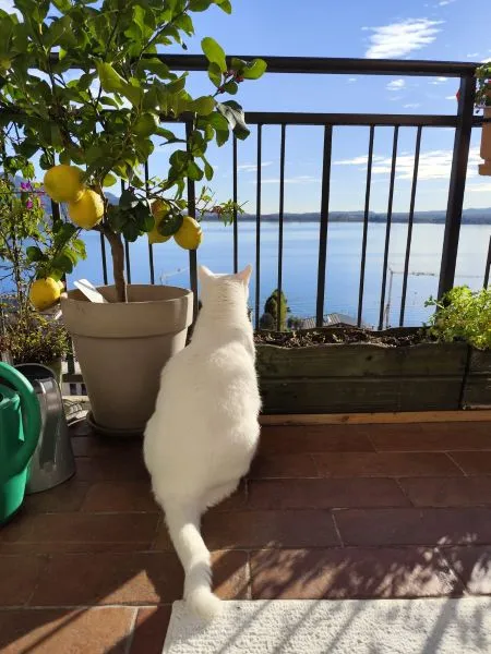 Gato branco olhando a vista na sacada 