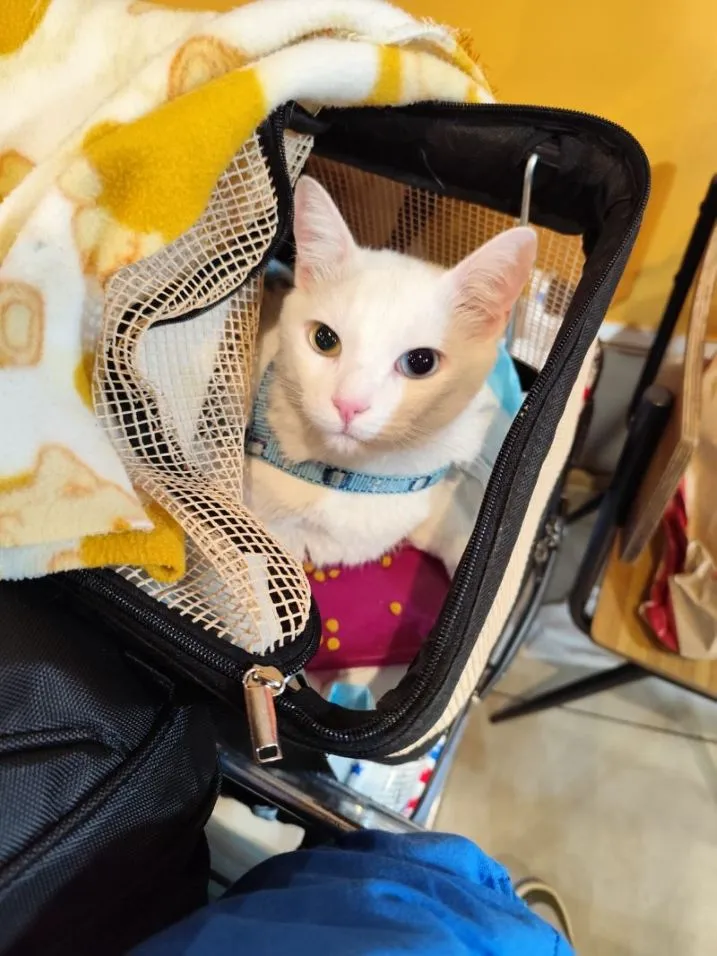 A Viagem do Gato Lucky: Do Brasil à Itália – Uma Jornada Cheia de Descobertas 🐾✈️