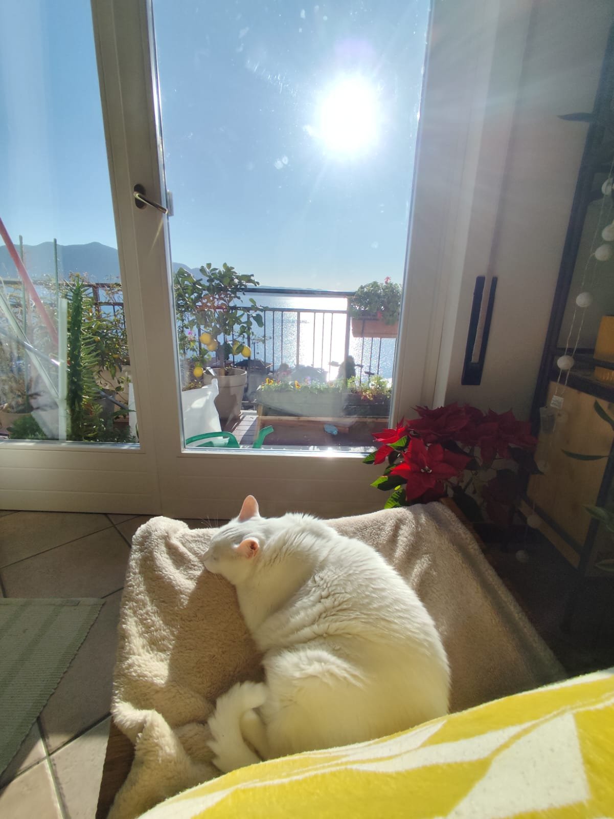 Comportamento e Cuidados de Gatos: Dicas Essenciais para Garantir Felicidade e Saúde do Seu Felino