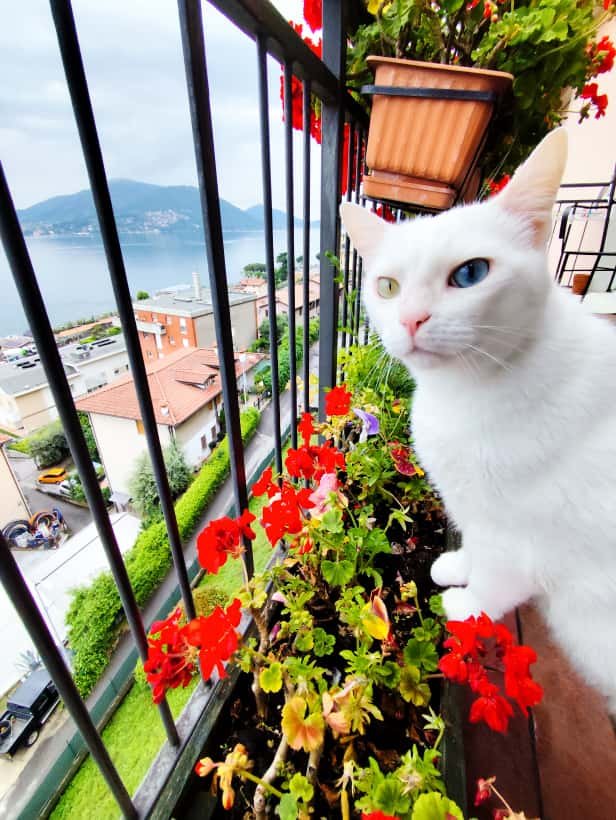 Gato Lucky olhando curioso a paisagem