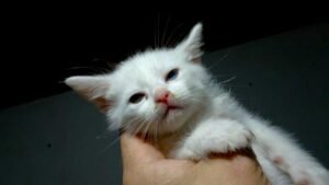 Gatinho Lucky filhote com sintomas de rinite felina.