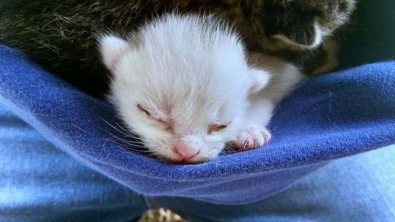 Como o Lucky Entrou na Minha Vida: A História Real de Um Gato Muito Especial