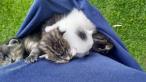 Momento em que o Lucky foi resgatado do telhado — um dia inesquecível que marcou o início de uma grande amizade.