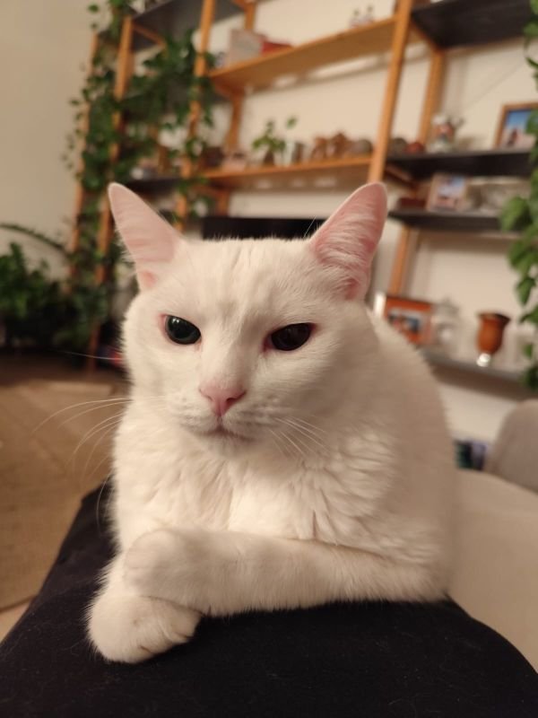 Gato No colo - 10 Curiosidades Felinas Que Todo Amante de Gatos Vai Adorar!