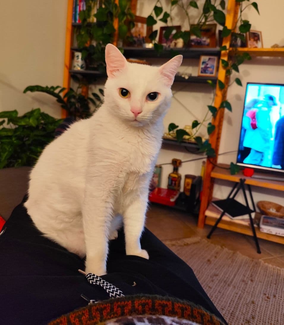 Vida com Gatos: Dicas e Curiosidades que Aprendi com o Lucky 😻