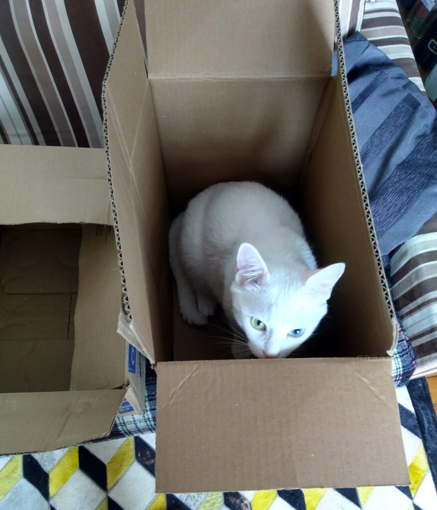 curiosidades sobre gatos e caixas