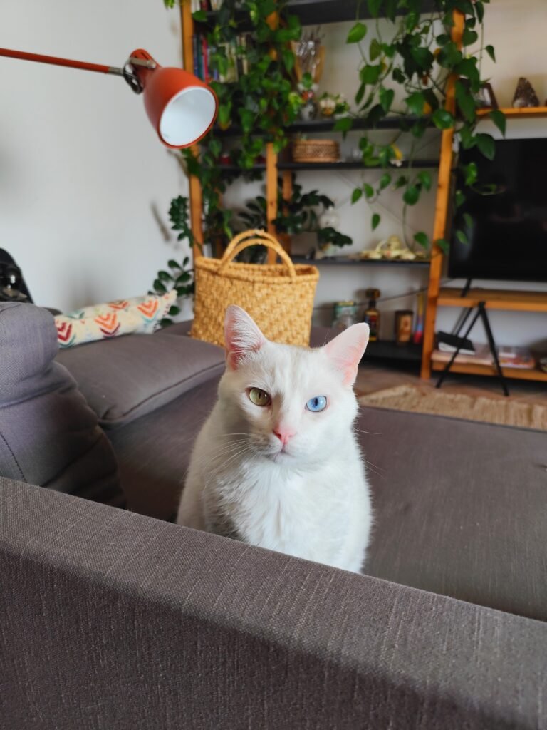 Lucky gato curioso observando o que seu humano esta fazendo
