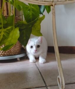 Gato Lucky chamando tutor para brincar de esconde-pega - vida com gato