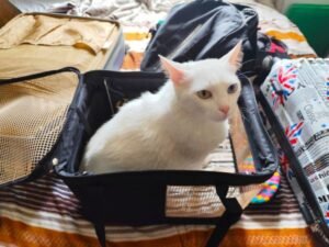 Lucky dentro caixa de transporte em fase de adaptação – como transportar gato com segurança