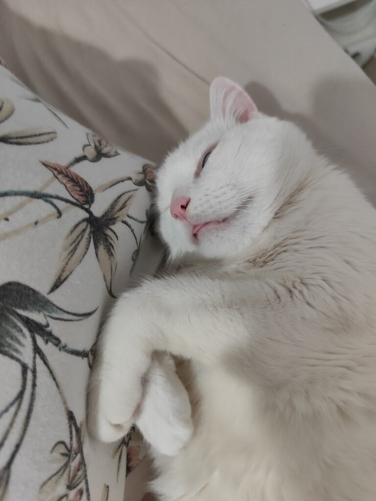 curiosidades sobre gatos ronronando