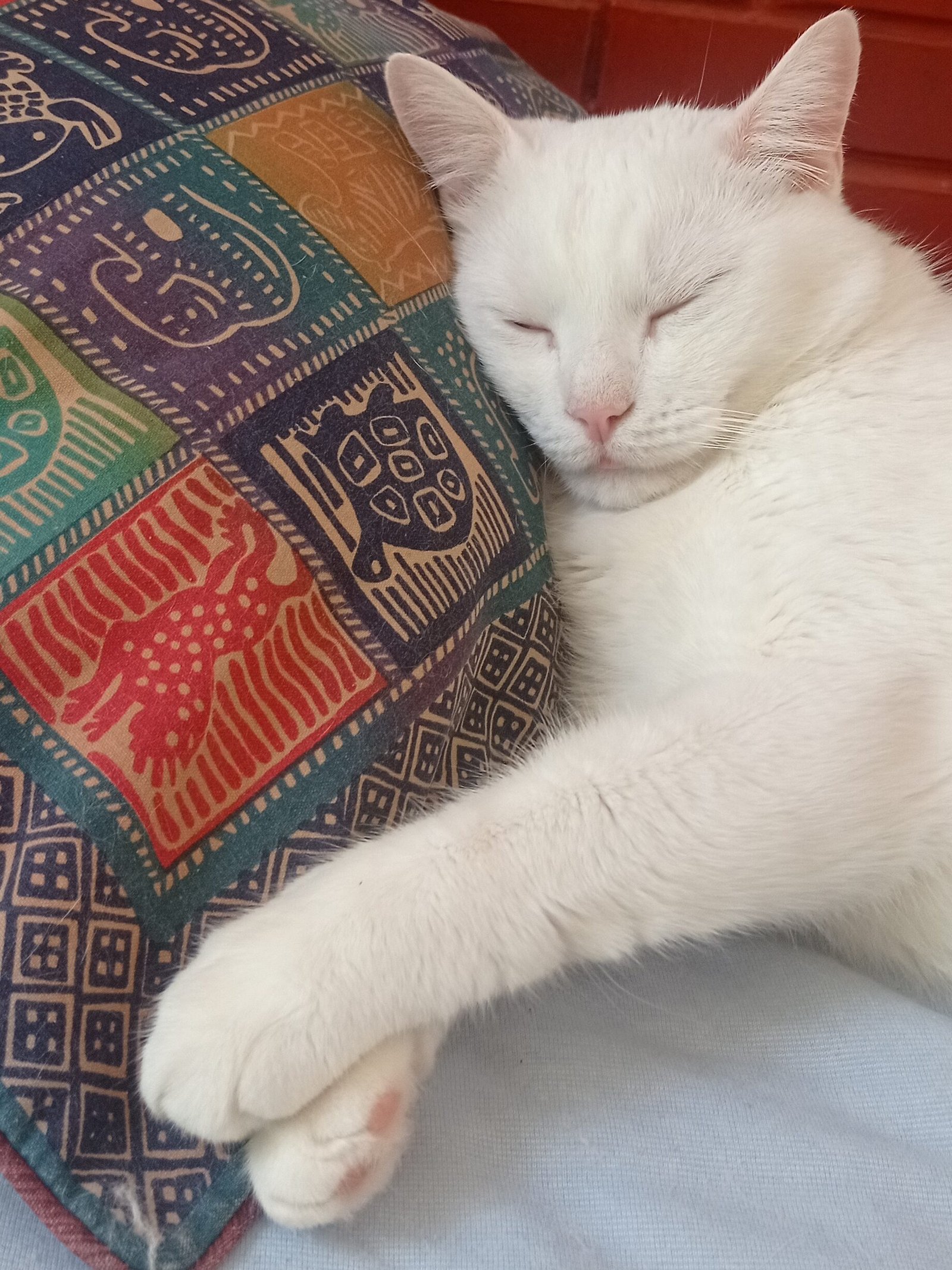 curiosidades sobre gatos dormindo