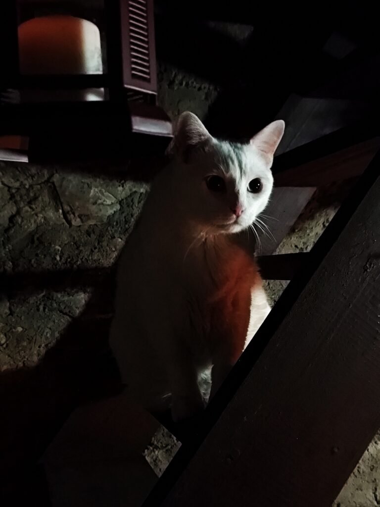 Gatos têm Visão noturna incrível