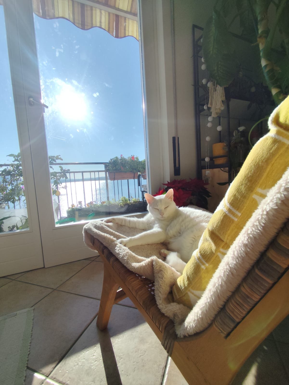 Gato Lucky se aquecendo no sol