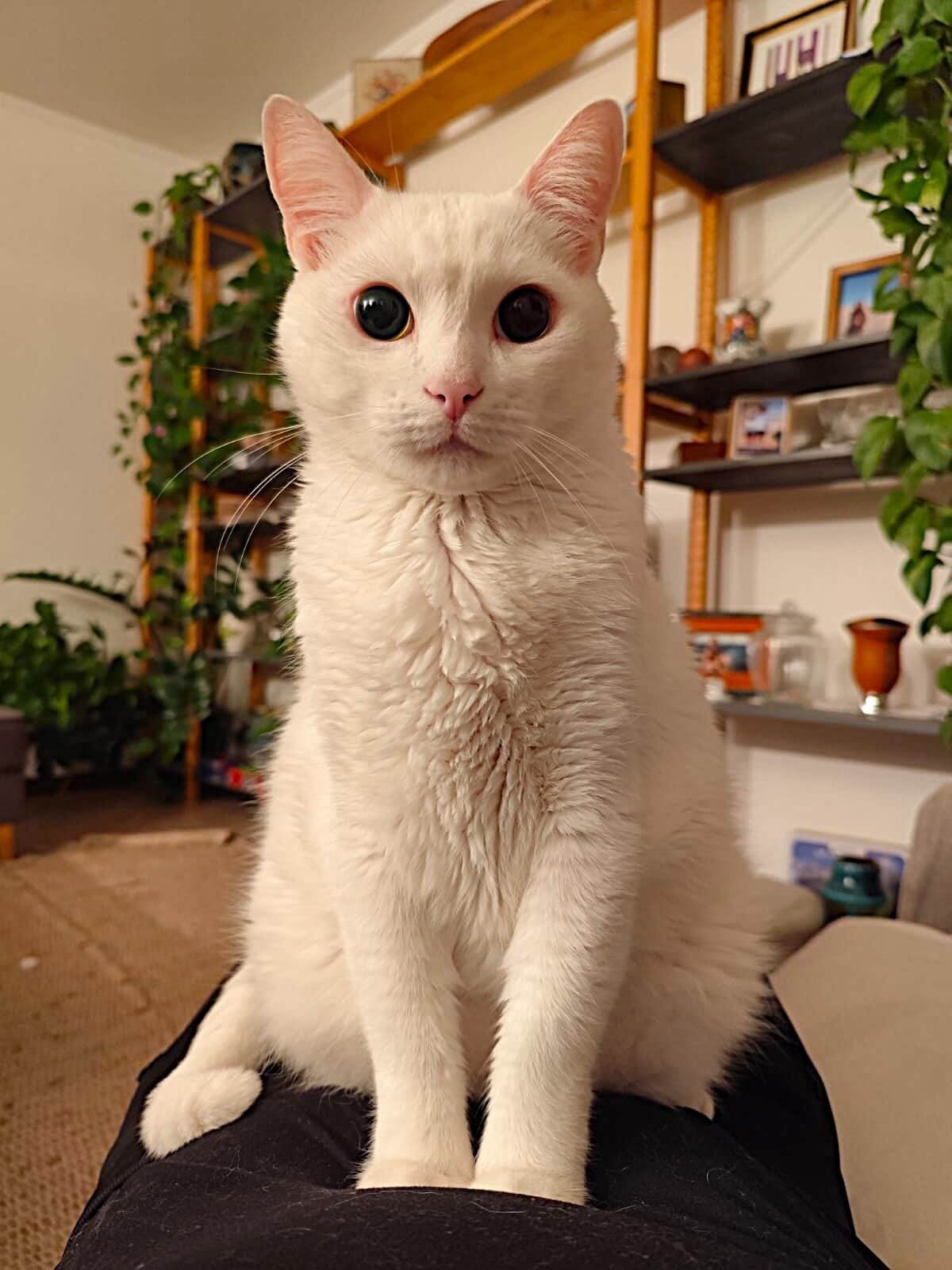 🐾 Linguagem Corporal dos Gatos: Entenda o Que Seu Felino Está Dizendo!