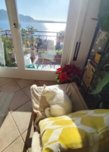 Lucky descansando ao som de musica relaxante para gatos - artigo musicas para gatos