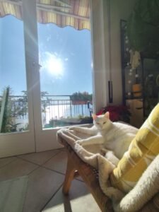 Gato albino Lucky tomando sol – Albinismo em Gatos