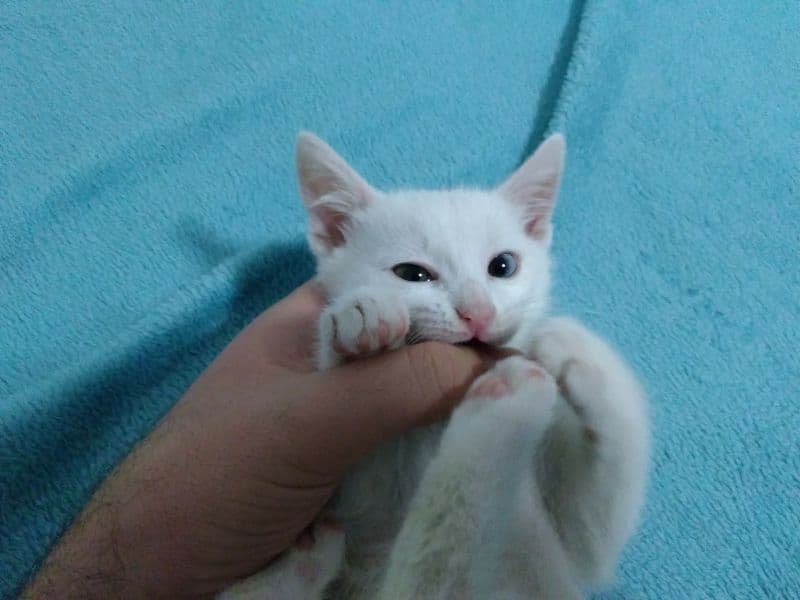 🐾 Como Cuidar de um Gato Filhote: Guia Completo para os Primeiros Dias com seu Novo Amigo