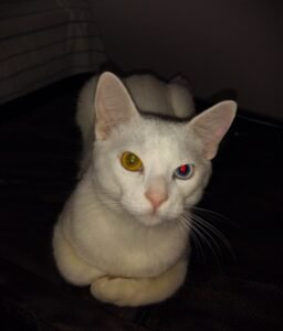 gato-lucky-olhos-brilhando-albinismo-em-gatos