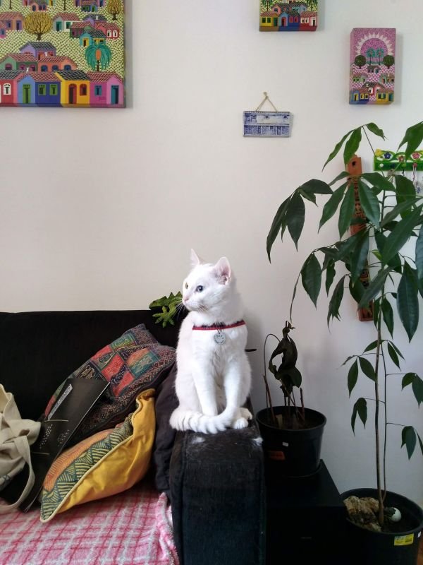 Gato Lucky de coleira de passeio