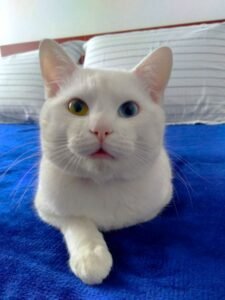 Gato miando para o tutor interpretando linguagem corporal dos gatos - Entenda o Que Seu Felino Está Dizendo!