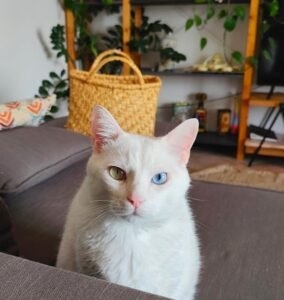 Lucky-gato-albinismo-em-gatos