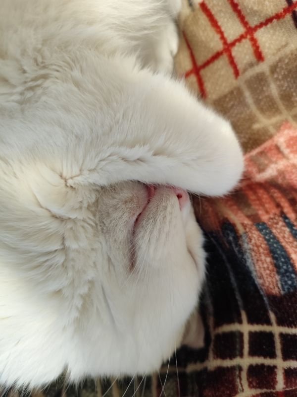 Gato Lucky dormindo - gato dormindo, por que gatos dormem tanto!