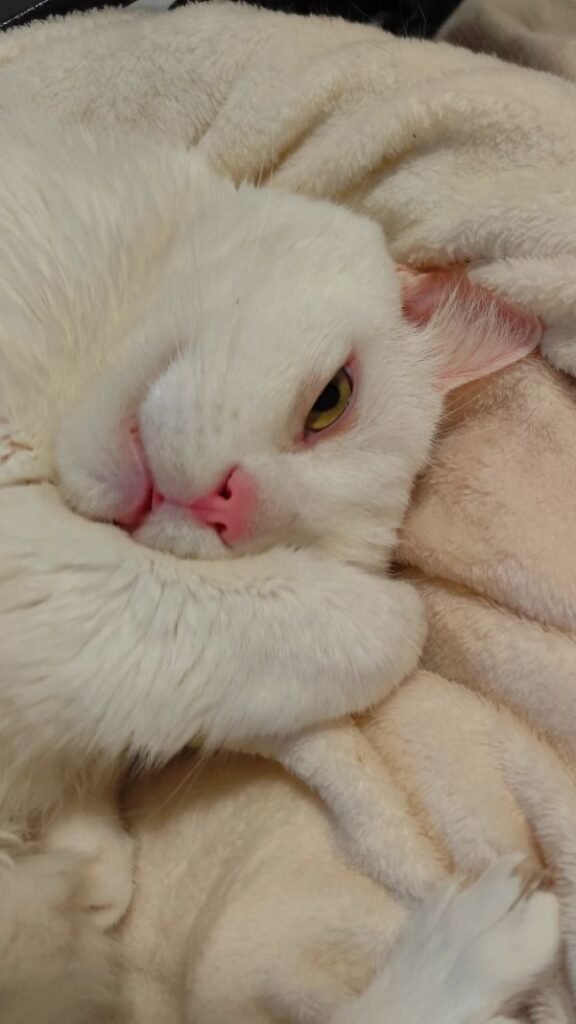 Gato Lucky descansando -  por que gatos dormem tanto!