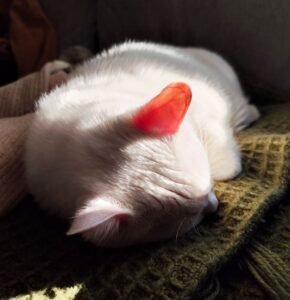 Lucky tomando sol com a orelhinha translucida - artigo albinismo em gatos