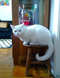 Posições da cauda na linguagem corporal dos gatos - Entenda o Que Seu Felino Está Dizendo!