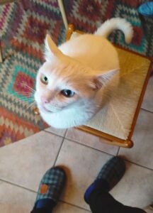 Tutor observando linguagem corporal dos gatos - entenda o que o seu felino esta dizendo