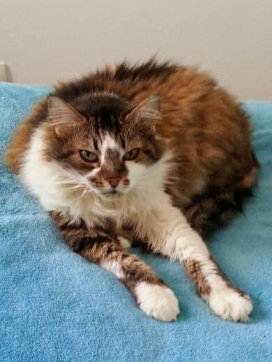 gatinha idosa tiphany - tecnica como acalmar seu gato em dias de festas e barulho