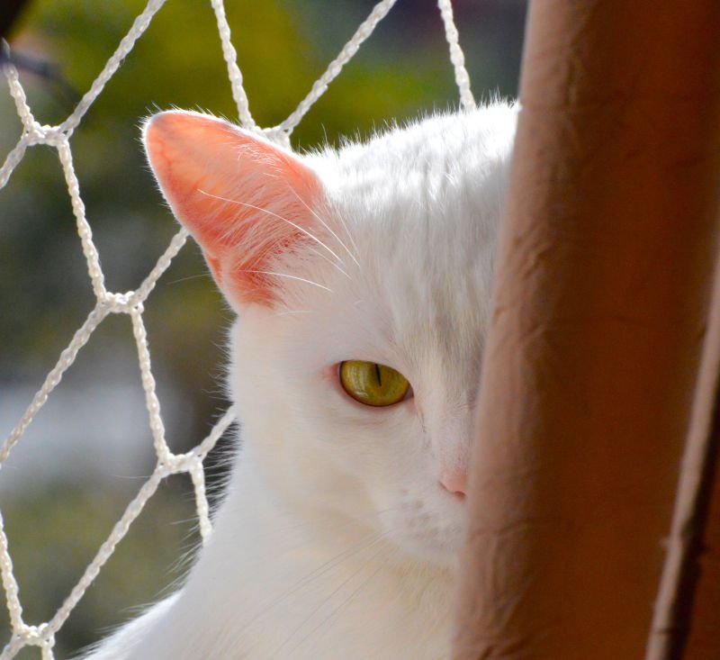 Lucky observando atrás da cortina