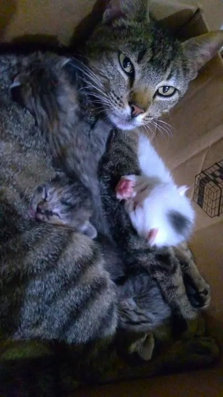 Ninhada de gatinhos com a mãe