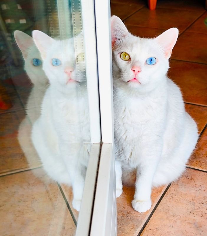 Lucky, gato branco com heterocromia felina, em pose fofa mostrando seus olhos diferentes
