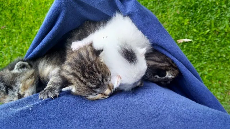 Ninhada de gatinhos resgatados