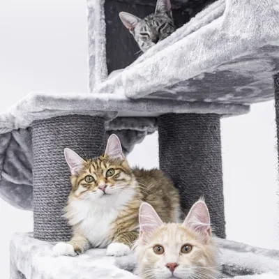 Fotos dos gatos no arranhador site gato artista