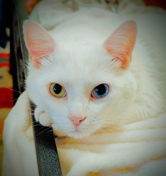 Heterocromia em Gatos: Causas, Tipos, Cuidados e Mitos (Lucky como exemplo real)