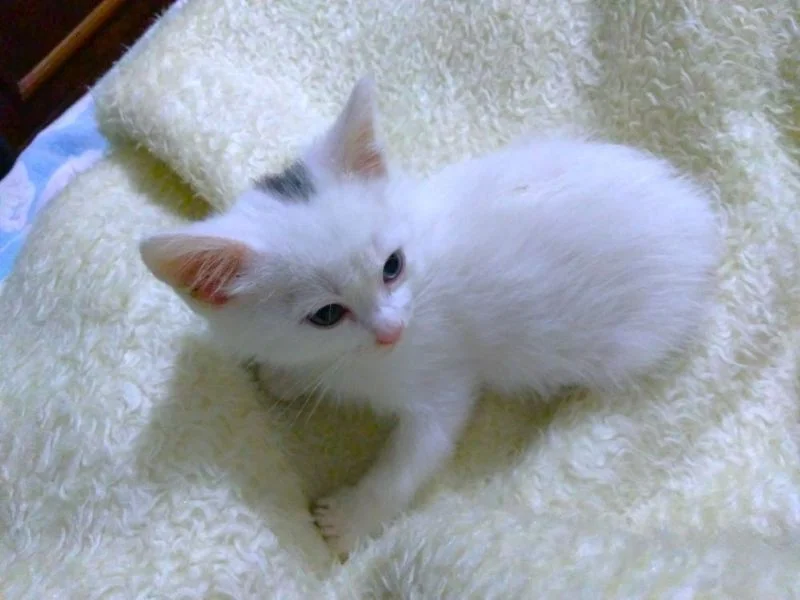 Gatinho branco filhote