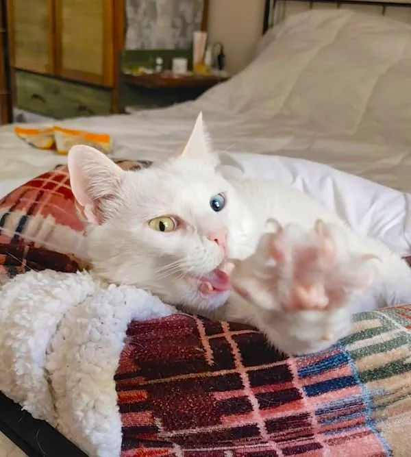 Gato se espreguiçando