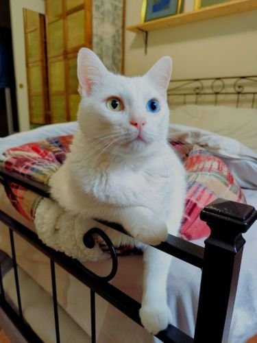 Lucky prestando atenção barulho externo