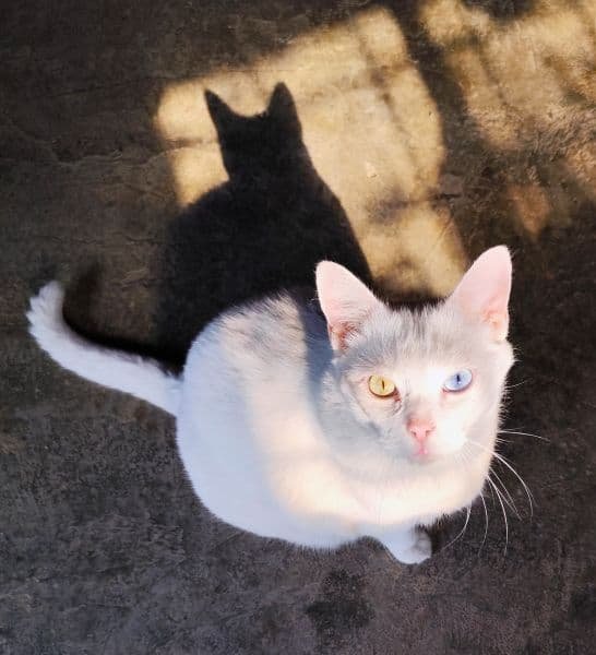 Gato branco com heterocromia felina, olhos azul e amarelo, o Lucky posando para foto
