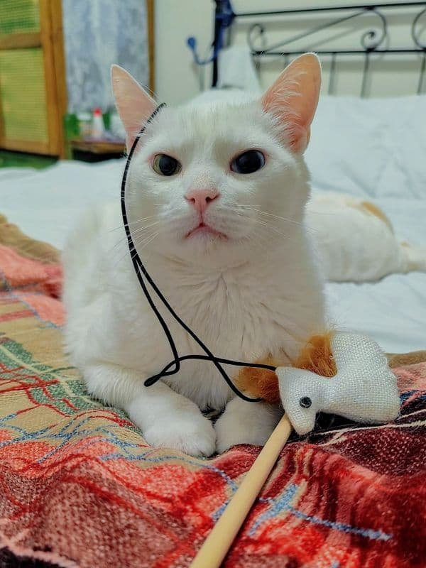 Lucky Gato artista Brincando