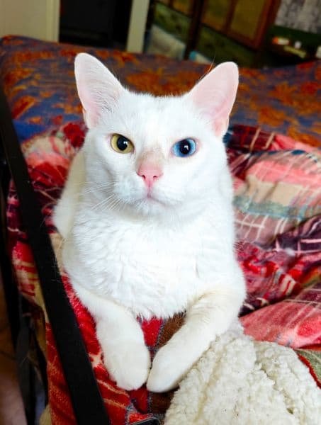 Ilustração do Lucky, gato com heterocromia felina, com um olho azul e outro amarelo