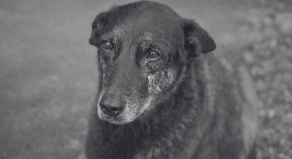 Foto do Orelha, o cão vítima de maus-tratos, simbolizando a luta pela proteção animal e contra a crueldade